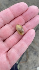 Lampsilis siliquoidea