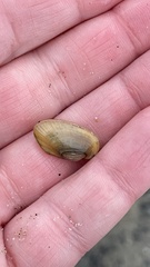 Lampsilis siliquoidea