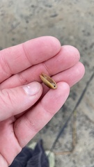 Lampsilis siliquoidea