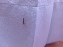Lepismatidae