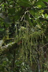 Rhipsalis baccifera