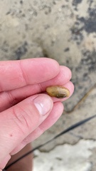 Lampsilis siliquoidea