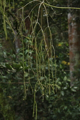Rhipsalis baccifera