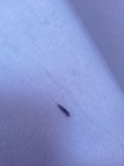 Lepismatidae