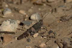 Trimerotropis pallidipennis