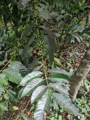Coffea