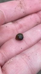 Gastropoda