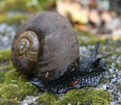 Macrocyclis peruvianus