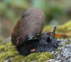 Macrocyclis peruvianus