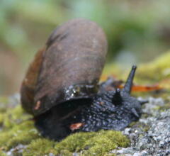 Macrocyclis peruvianus