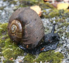 Macrocyclis peruvianus
