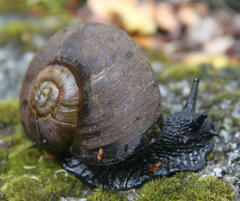 Macrocyclis peruvianus