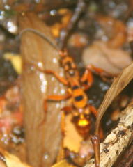 Sphictostethus gravesii