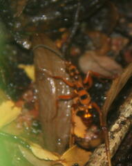 Sphictostethus gravesii