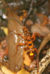 Sphictostethus gravesii