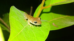 Boana multifasciata