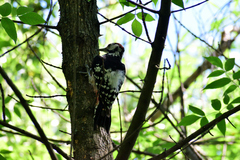 Dendrocopos leucotos