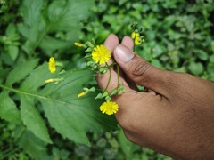Youngia