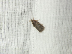 Agonopterix ciliella