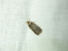 Agonopterix ciliella