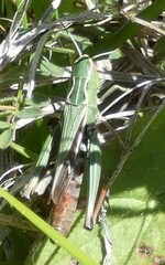 Stenobothrus lineatus