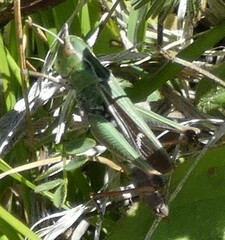 Stenobothrus lineatus