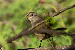 Arremonops rufivirgatus