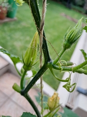 Miomantis caffra