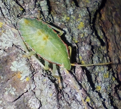 Chlorocoris