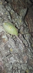 Chlorocoris