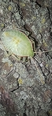Chlorocoris
