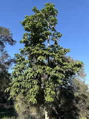 Brachychiton acerifolius