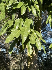 Brachychiton acerifolius