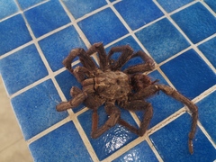 Phormictopus auratus