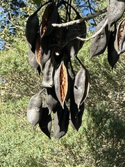 Brachychiton acerifolius