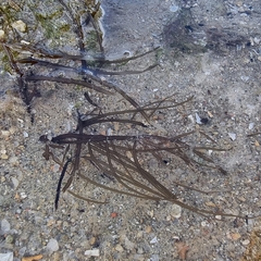 Gracilariaceae