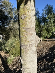 Brachychiton acerifolius