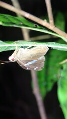 Eudaminae