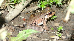 Leptodactylus knudseni