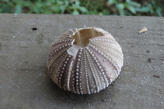 Lytechinus variegatus