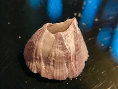 Balanus trigonus
