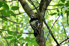 Dendrocopos leucotos