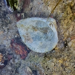 Anomalodiscus squamosus