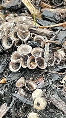 Cyathus stercoreus