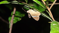 Eudaminae