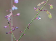 Desmodium strictum