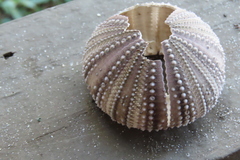 Lytechinus variegatus