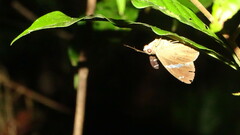 Eudaminae