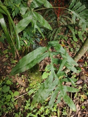 Phlebodium pseudoaureum