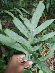 Phlebodium pseudoaureum